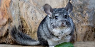 11 Chinchilla Color Types And Everything You Need To Know - Fumi Pets