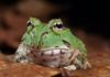 12 Pacman Frog Morph & Colors - Fumi Pets