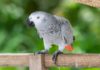 20 Types of Parrots to Keep as Pets - Fumi Pets