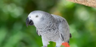20 Types of Parrots to Keep as Pets - Fumi Pets