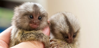 Finger Monkey Prices & Everything You Need Know - Fumi Pets