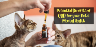 Potential Benefits of CBD for your Pet's Mental Health