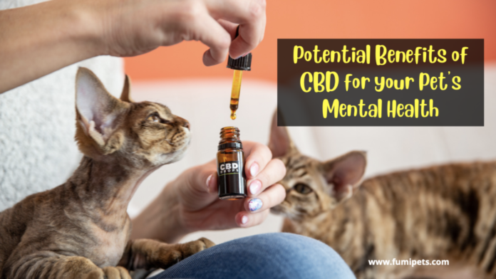 Potential Benefits of CBD for your Pet's Mental Health