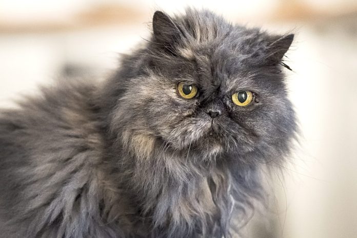 10 Fluffy Breeds Of Cat (With Pictures) - Fumi Pets