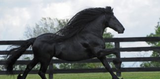 15 Most Beautiful Horse Breeds in the World - Fumi Pets