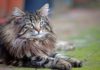 20 Long Haired Cat Breeds (with Pictures) - Fumi Pets