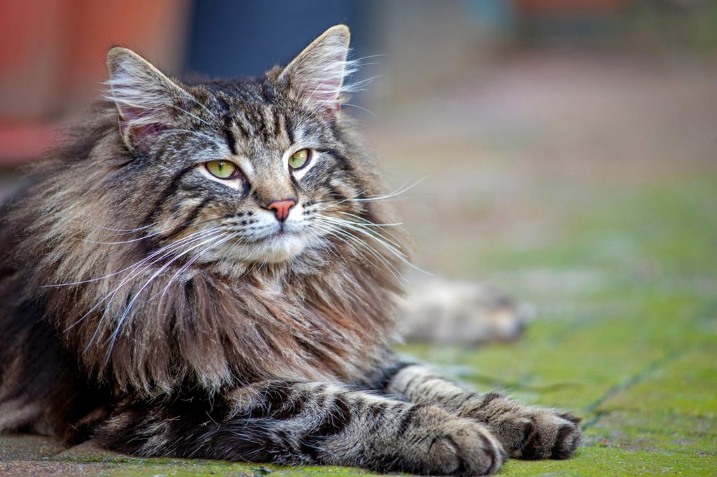 20 Long Haired Cat Breeds (with Pictures) | 2024