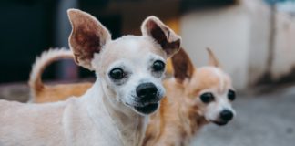 25 Most Common Chihuahua Mixes - Fumi Pets
