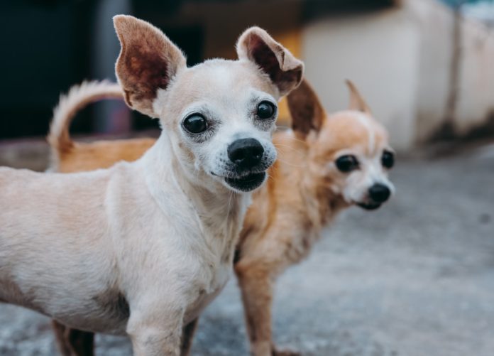 25 Most Common Chihuahua Mixes - Fumi Pets