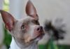 Imixube engama-31 enomtsalane yeeRat Terrier-Fumi Pets