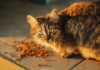 5 vrsta hrane za mačke; Kako pronaći pravog - Fumi kućni ljubimci