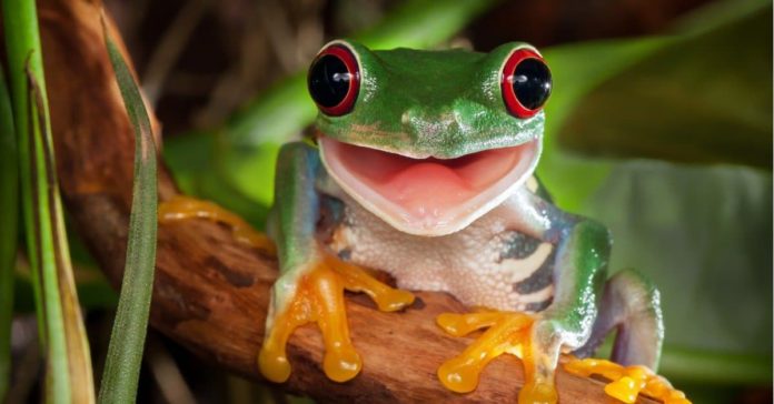 9 Cute Frog Breeds That Are Just Amazing - Fumi Pets