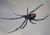 9 spindlar hittade i Texas - Fumi Pets