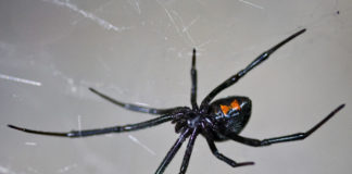 9 Spiders Found in Texas - Fumi Pets