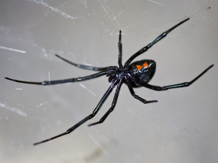 9 Spiders Found in Texas - Fumi Pets