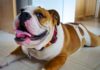 All You Need To Know About The Victorian Bulldog - Fumi Pets