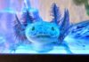 Blue Axolotl (Black Melanoid Axolotl) - The Complete Care Guide - Fumi Pets