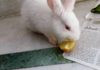 Can Rabbits Eat Sweet Potatoes