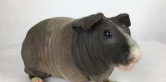 Everything You Need To Know About The Hairless Guinea Pig - Fumi Pets