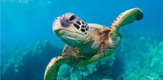 How Long Can Turtles Hold Their Breath - Fumi Pets