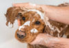 How Often Should You Wash Your Dog - Fumi Pets