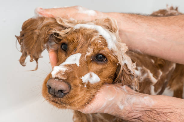 How Often Should You Wash Your Dog - Fumi Pets