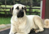 Kangal Dog - The Complete Care Guide