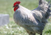 Everything You Need To Know About Lavender Orpington Chicken