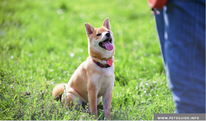 When Should You Use a Training Collar on a Dog?