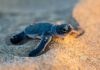 The Ultimate Care Guide For Baby Turtles - Fumi Pets