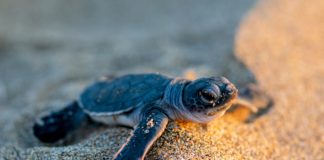 The Ultimate Care Guide For Baby Turtles - Fumi Pets