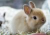 What Is The Average Lifespan Of A Dwarf Rabbit - Fumi Pets