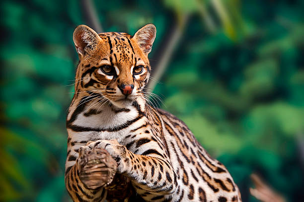 What-To-Know-Before-Keeping-Ocelots-As-Pets-Fumi-Pets.jpg
