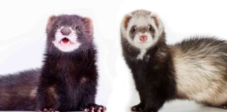 Wat is it ferskil tusken Mink vs Ferret Find Out - Fumi Pets