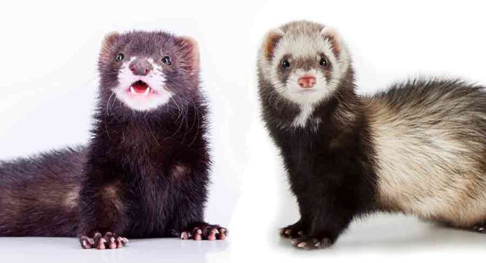 What’s the Difference Between Mink vs Ferret Find Out – Fumi Pets
