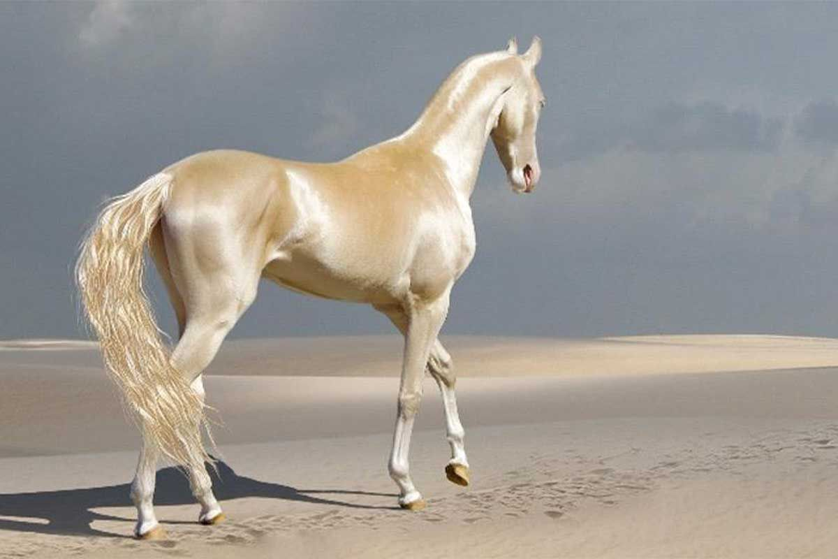 лошади белого цвета фото