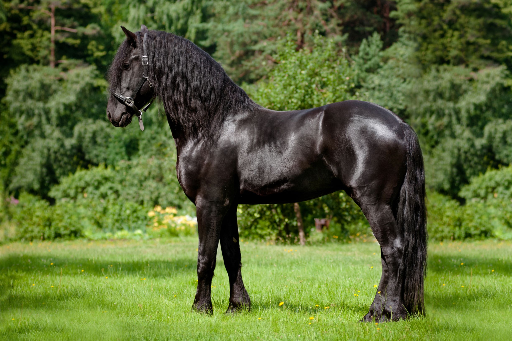 Породистый конь. Фриз Фризская лошадь. Голландская упряжная – Фризская лошадь. Фризская лошадь породы лошадей. Фриз порода лошадей вороной.