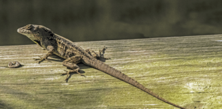 10 Lizard Species Found in Florida