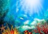 5 најдобри позадини за аквариум 2022 година – Прегледи и најдобри избори