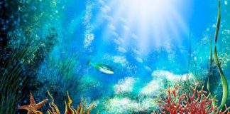 5 Best Aquarium Backgrounds 2022 – Reviews & Top Picks