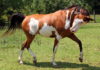 9 Spotted Horse Breeds (with Pictures)