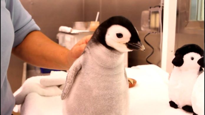 Can You Keep Penguins as a Pet