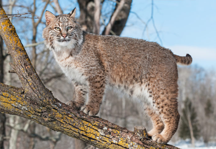 Do Bobcats Make Good Pets, What You Need to Know!