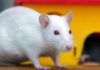 Dumbo Rat - The Complete Care Guide