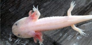 Ohatrinona ny vidin'ny Axolotl (Torolalana vidin'ny 2022)