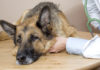 Learn about Common Pet Health Issues – An Overview