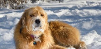 Pyredoodle (Great Pyrenees & Poodle Mix) - All You Need To Know
