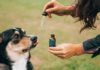 Six Major Uses Of CBD Oil For Dogs - Fumi Pets