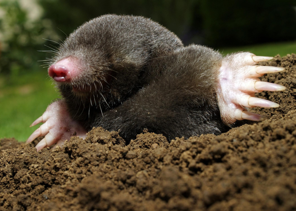 Do Moles Make Great Pets? What You Need to Know! | 2024