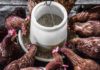 10 Best Chicken Feeders for Your Backyard Flock in 2022